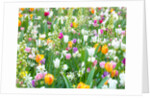 Colorful Tulip flowers by Assaf Frank